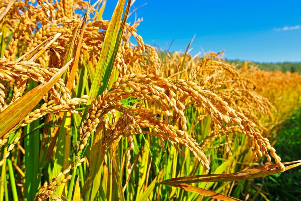 श्री (SRI) विधि से धान की उत्पादकता वृद्धि योजना