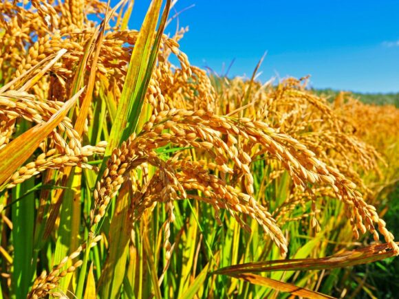 श्री (SRI) विधि से धान की उत्पादकता वृद्धि योजना