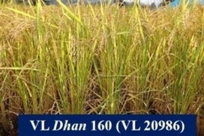 अल्मोड़ा: भाकृअनुप संस्थान ने विकसित की धान की नई किस्म VL 160, जानें इसकी खासियत और औसत उपज – एग्रीवेट