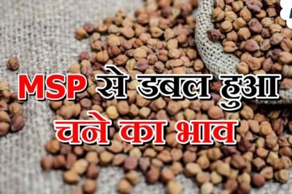 Chana Bhav: चने की कीमतों में जबरदस्त उछाल, MSP से डबल हुआ दाम, जानें देशभर की मंडियों का हाल – एग्रीवेट