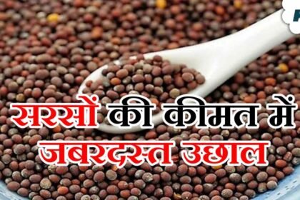 Mandi Bhav: सरसों के भाव ने पकड़ी रफ्तार, दाम 9 हजार के पार, जानें देशभर की मंडियों का हाल – एग्रीवेट