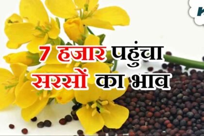 Mandi Bhav: फिर उछला सरसों का भाव, 7 हजार रुपये पहुंचा दाम, जानें देशभर की मंडियों का हाल—जानें पूरा मामला – एग्रीवेट