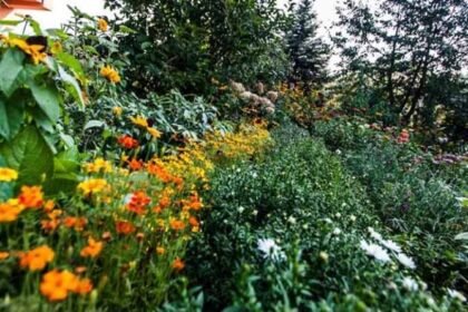छिंदवाड़ा: एकीकृत बागवानी विकास मिशन योजना का लाभ लें किसान, ऑनलाइन आवेदन आमंत्रित—जानें पूरा मामला – एग्रीवेट