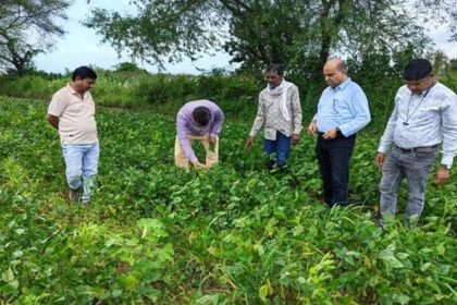 सिवनी: सोयाबीन फसल में रोग एवं कीटों की नियमित निगरानी करें किसान, वैज्ञानिक सलाह के अनुसार करें नियंत्रण – एग्रीवेट
