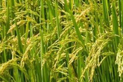 इंदौर: धान, ज्वार एवं बाजरा उपार्जन के लिये 13 हजार से अधिक किसानों ने कराया पंजीयन – एग्रीवेट