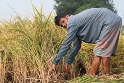 सतना में अतिवृष्टि से फसलों को हुई क्षति का होगा सर्वे, तीन सदस्यीय दल गठित—देखें क्या है पूरा सच – एग्रीवेट