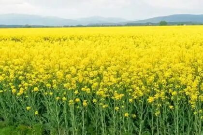 90 दिन में तैयार होने वाली तोरिया बनी किसानों के लिए कमाई का नया विकल्प – एग्रीवेट