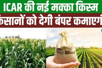 मक्का की ये किस्म 90 दिन में तैयार, VL Himadri देगी 15 फीसदी तक ज्यादा उपज, वजह जानकर हो जाएंगे हैरान – एग्रीवेट