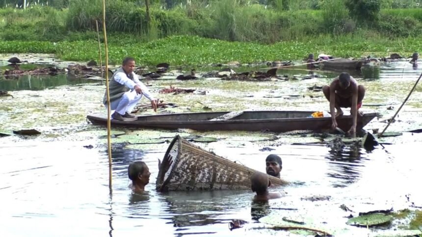Makhana News: बरसाती नदी में किसानों ने उगाया मखाना, ट्रेनिंग लेकर नकदी फसल से जुड़ रहे युवा – एग्रीवेट