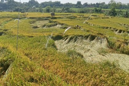 बारिश और तेज हवाओं से किसानों की बढ़ी परेशानी, जलभराव से फसल को 70 फीसद तक नुकसान, वजह जानकर हो जाएंगे हैरान – एग्रीवेट