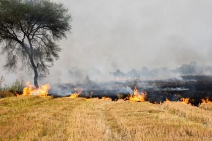हरियाणा में पराली जलाने पर सख्ती, हर 100 किसानों पर नोडल अधिकारी तैनात.. 4 ब्लॉक निगरानी में – एग्रीवेट