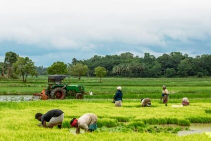 यूपी में 8 फीसदी ज्यादा बारिश, 19 जिलों में अब भी कमी.. खरीफ फसलों पर दोहरी मार का खतरा – एग्रीवेट