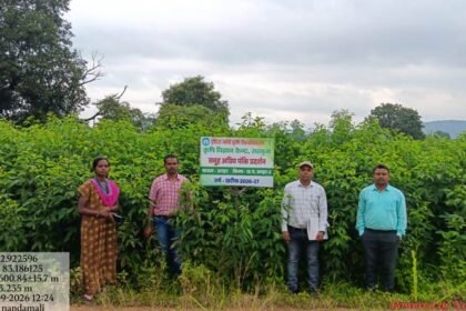 छत्तीसगढ़: 55 हेक्टेयर में अरहर की उन्नत किस्मों का प्रदर्शन, फूल आने की अवस्था में पहुंची फसल – एग्रीवेट