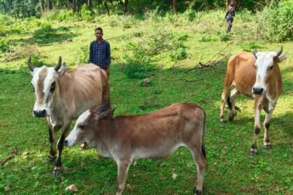 जशपुर के किसान ने अपनाया उन्नत पशुपालन, रोज 6-8 लीटर दूध बेचकर कमा रहे 40 हजार से ज्यादा रुपए – एग्रीवेट