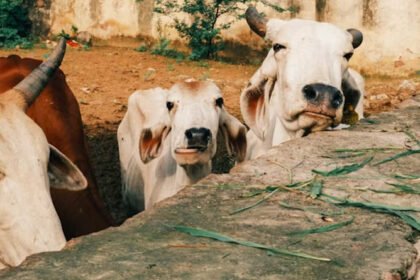 पशुधन बीमा के लिए सरकार लॉन्च करेगी नया पोर्टल, हिंदी-अंग्रेजी समेत 13 भाषाओं में मिलेंगी सेवाएं – एग्रीवेट