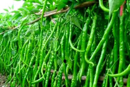 मिर्च की खेती से बदली दतिया के किसान की किस्मत, सालभर में कमाए ₹20 लाख; जानिए कैसे बढ़ाई आमदनी – एग्रीवेट