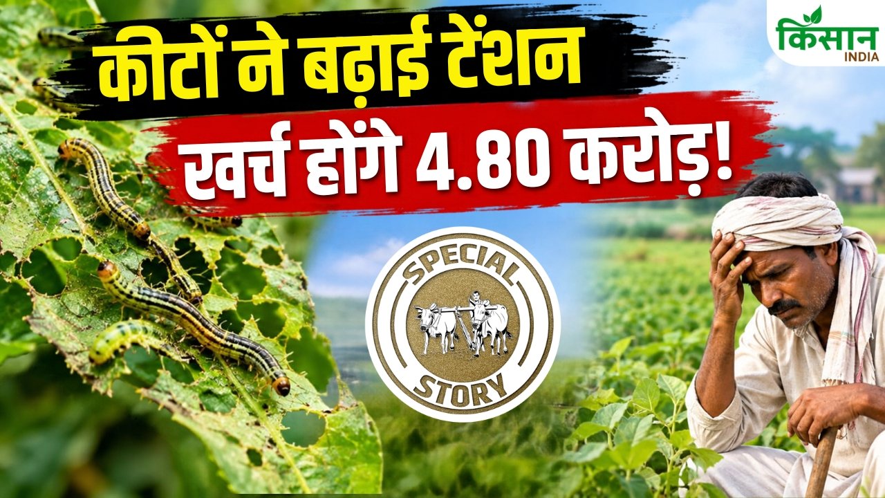 कीटों से फसल बचाने पर अमेरिका खर्च करेगा 5 लाख डॉलर, भारत में किसानों के लिए क्या है प्लान? - एग्रीवेट - कीटों फसल बचाने
