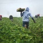 Success Story: जैविक उत्पादों के सहारे 20 एकड़ में अनार की सफल खेती, आधी हुई लागत, सालाना टर्नओवर 70 लाख रुपये तक! – एग्रीवेट